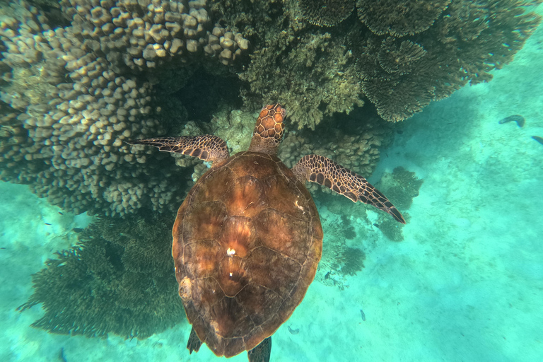 马斯喀特：在达亚马尼亚特群岛与海龟一起浮潜和皮划艇半日团体浮潜和皮划艇之旅，与海龟同行