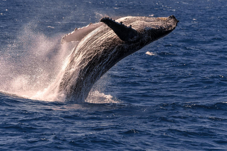 Cairns: Fitzroy Island and Humpback Whale Watching Tour 8:30 Departure
