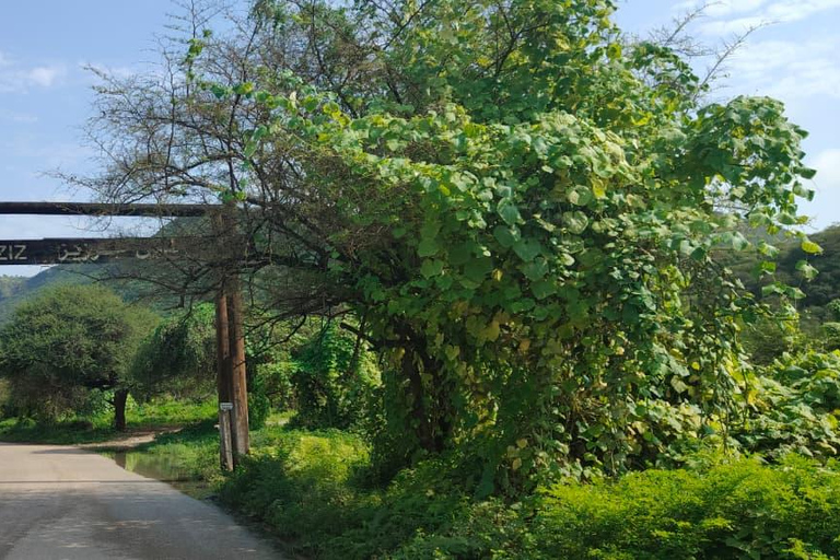 Salalah: Private 5-Day Dhofar Highlights Tour with Guide