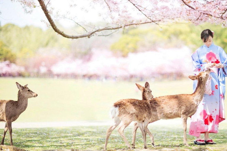 Full-Day Tour of Kyoto and Nara: UNESCO Heritage Highlights From Osaka 8:40am