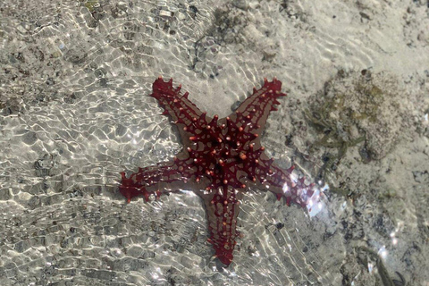 Gita di un giorno alla Laguna Blu e al banco di sabbia da Zanzibar (Safari blu)Non c'è il servizio di prelievo e rientro in hotel