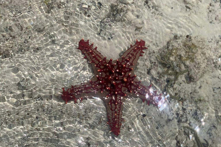 Gita di un giorno alla Laguna Blu e al banco di sabbia da Zanzibar (Safari blu)Non c'è il servizio di prelievo e rientro in hotel