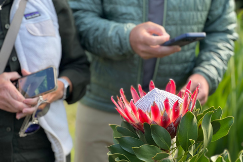 Cape Town: Kirstenbosch Gardens and City Tour with Lunch
