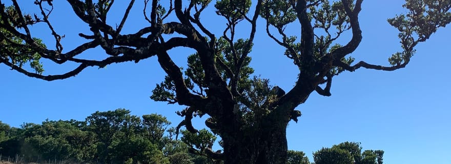 Madère : visite touristique privée pour 6 personnes maximum