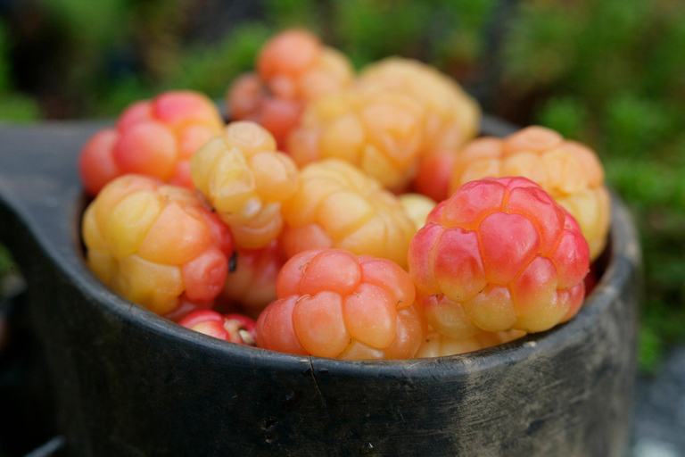 Rovaniemi: Tour zum Beeren- und Pilzesammeln mit Pfannkuchen