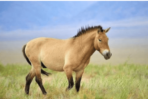 4-DayTour: Chinggis Khan Statue, Terelj, Tsenkher Hot Spring Group tour