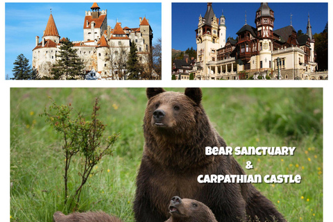 From Bucharest: Bear Sanctuary & Carpathian Castles Day Trip