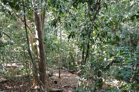 Guided Primeval Nature Walk Tour