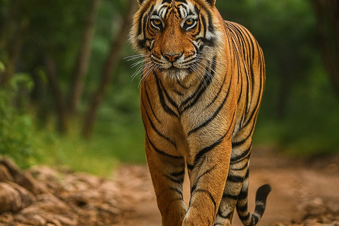 From Jaipur: Jhalana Leopard & Ranthambore Tiger Safari Tour