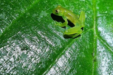 Manuel Antonio Night Jungle Tour Private Tour