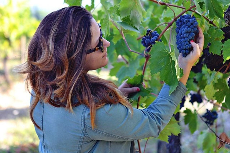 Lalez Wine Tasting, Wine Tour, Kayak & Full Lunch Experience German speaking private group