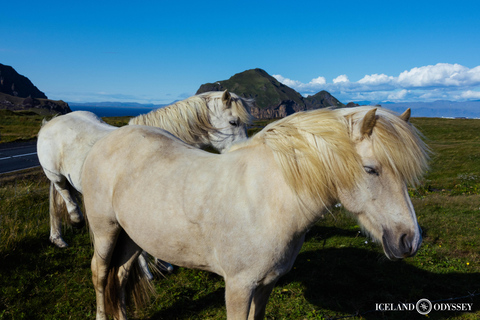 From Reykjavik: South Coast and Glacier Hiking Private Tour