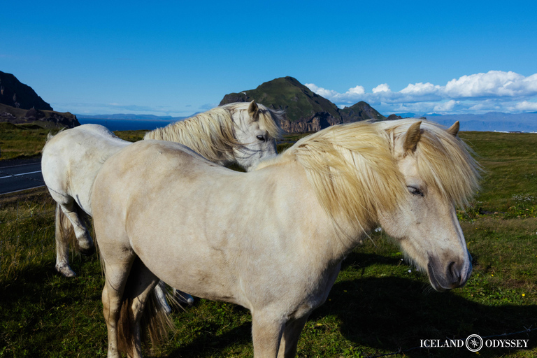 Von Reykjavik aus: Südküste und Gletscherwanderung Private Tour