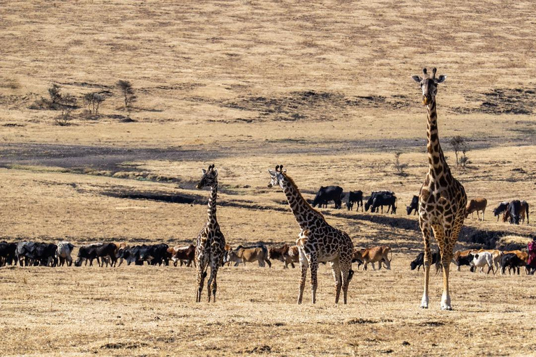 Safári com orçamento de grupo de 8 dias pelo Quênia e Tanzânia