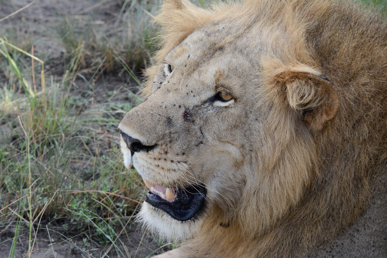 Tour di 7 giorni in Ruanda e Uganda: trekking dei primati e fauna selvatica