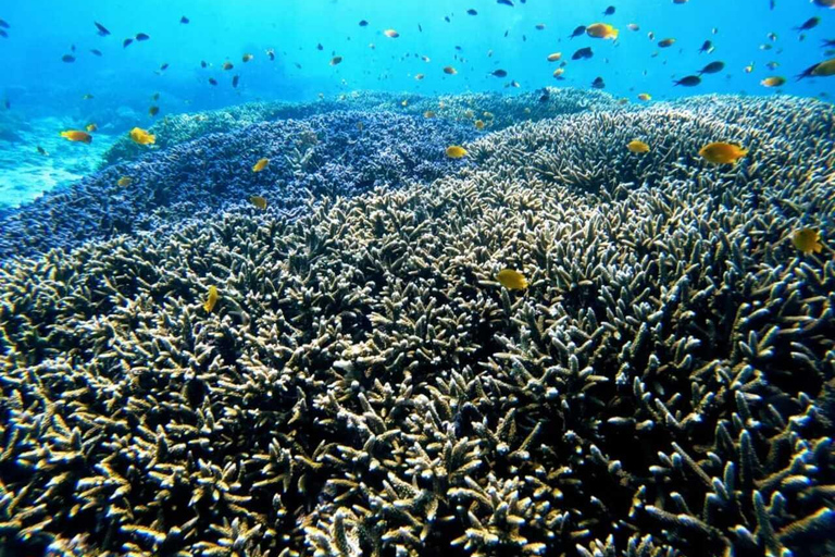 Gili Islands: Snorkeling Tour with Turtles and Statues