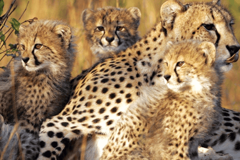 Pilanesberg Safari and Sun City Full Day Tour Private Tour Rate