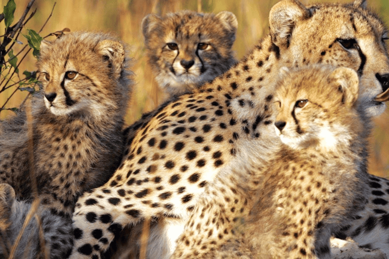 Pilanesberg Safari and Sun City Full Day Tour Private Tour Rate