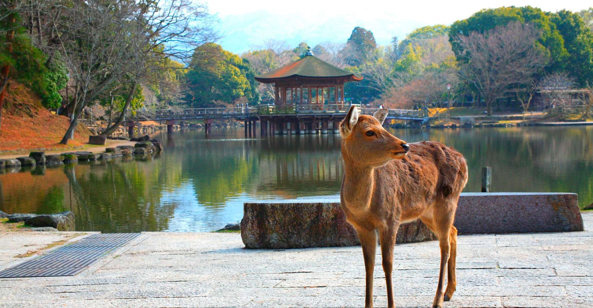From Kyoto: Nara, Osaka & Kobe Day Trip – 3 Cities in 1 Day