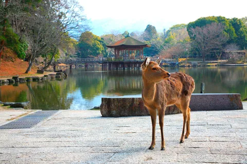 Discover Nara, Kiyozumi-dera & Fushimi Inari from Osaka