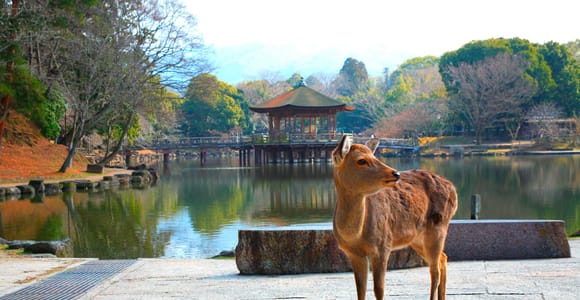 From Kyoto: Nara, Osaka & Kobe Day Trip – 3 Cities in 1 Day