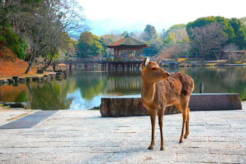 Dagsutflykt till Fushimi Inara, Nara och Osaka från Kyoto