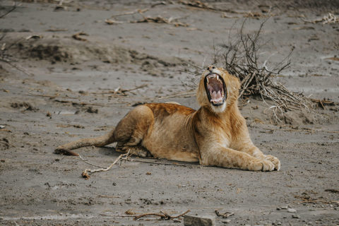 From Arusha: 6-Day Tanzania Magic Safari