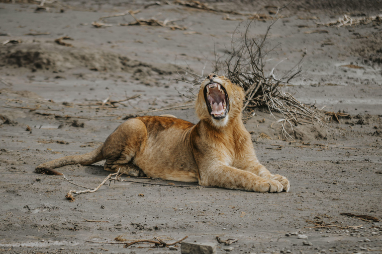 From Arusha: 6-Day Tanzania Magic Safari