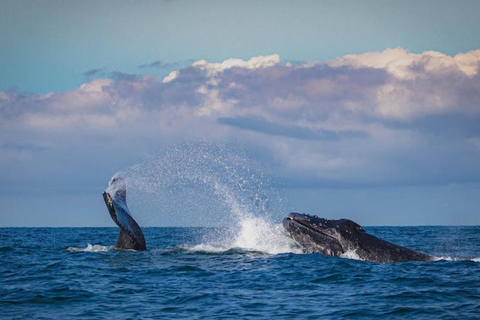 Côte d'Or : Observation des baleines