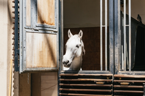 Vienne : visite guidée de l'École espagnole d’équitationVisite guidée en anglais