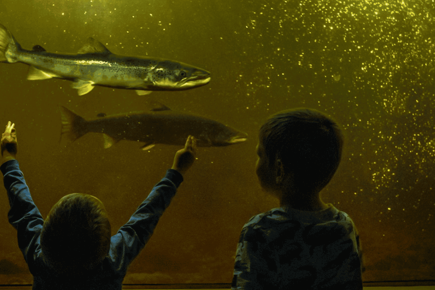 Kristiansand: Wild Salmon Center Guided Tour with Bus Ride
