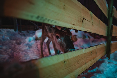 Levi: Arcandia - Arktisk äventyrspark &amp; sidoentré till parkenLevi: Arcandia – Arctic Adventure Park, Park Side entry