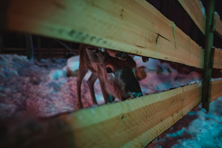 Levi: Arcandia - Arktisk äventyrspark &amp; sidoentré till parkenLevi: Arcandia – Arctic Adventure Park, Park Side entry