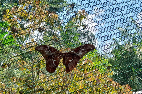 Iquitos: Pilpintuwasi Butterfly Farm and Native Communities