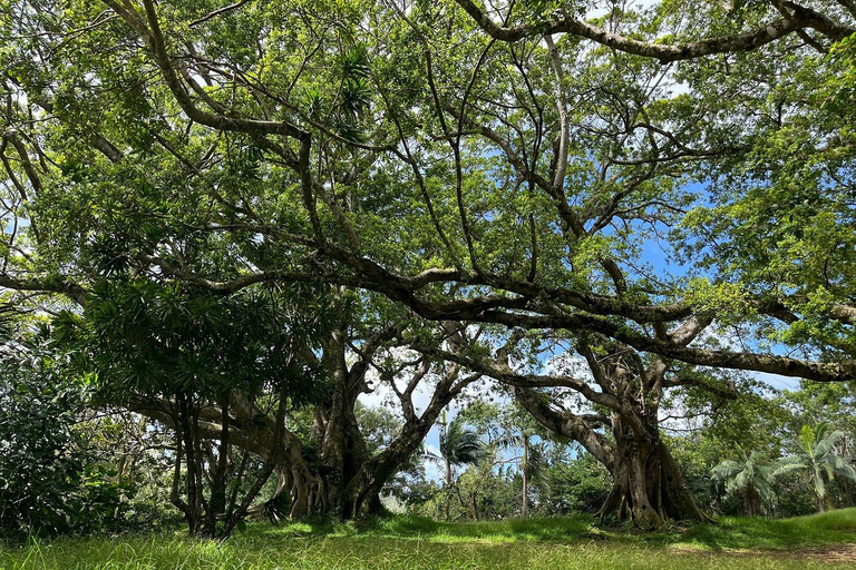 South West Mauritius : Ebony Forest Nature Escape with Lunch Into the Wild South: Ebony Forest Nature Escape with Lunch