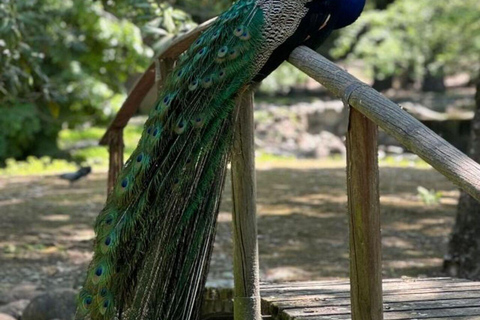 桑给巴尔：石头城、监狱岛和萨拉姆洞海龟