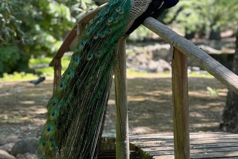 桑给巴尔：石头城、监狱岛和萨拉姆洞海龟