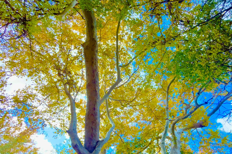 Sedona: E-Bike Tour with Scenic Views & Local Guide