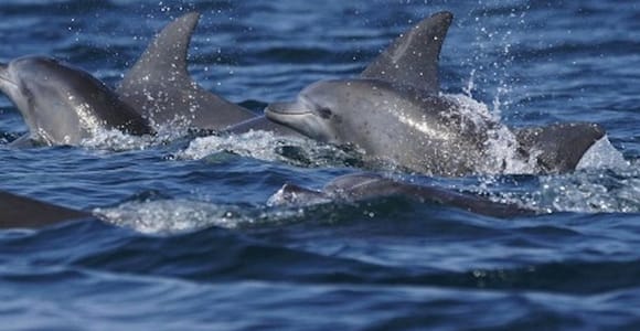 Side: Dolphin Island Boat Tour with Lunch & Unlimited Drinks