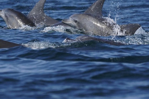 Side: Dolphin Island Boat Tour with Lunch & Unlimited Drinks Dolphın Island Boat Tour No Transfer