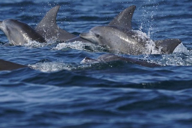 Side: Dolphin Island Boat Tour with Lunch & Unlimited Drinks Dolphın Island Boat Tour No Transfer