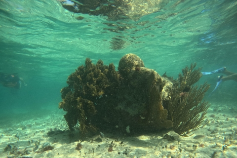 Snorkel Paradise Cancun et musée sous-marin à Nizuc