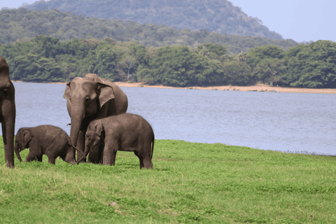 From Sigiriya: Minneriya,Kaudulla,Hurulu Eco Elephant Safari From Sigiriya: Minneriya,Kaudulla,Hurulu Eco Elephant Safari