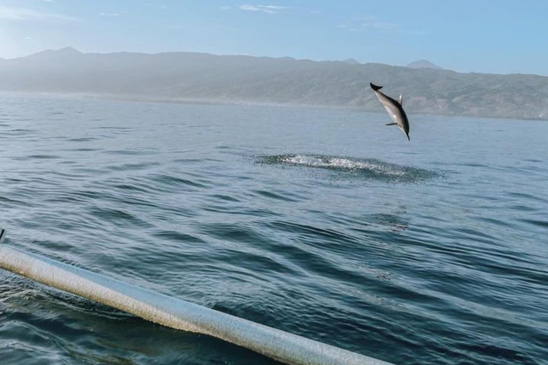 Lovina Dolphin Wacthing Sunrise & Snorkeling Tour (wschód słońca i nurkowanie z rurką)