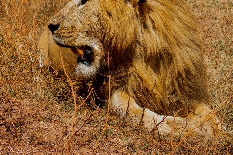 Zanzibar: 5-Day Serengeti and Ngorongoro Safari with Flights