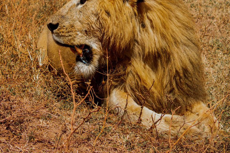 Zanzibar: 5-Day Serengeti and Ngorongoro Safari with Flights