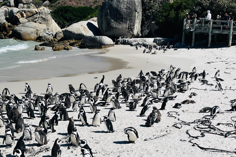 Robben Island, Penguins & Cape of Good Hope Adventure