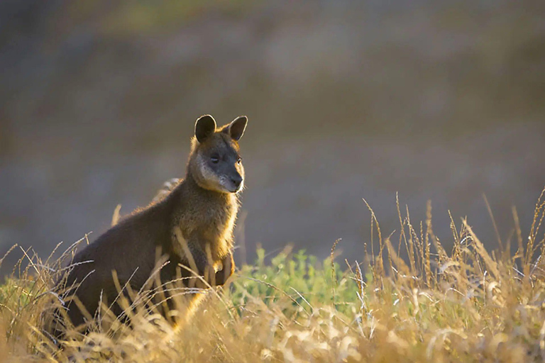 Phillip Island : Croisière pour les phoques, parade des pingouins et koalas