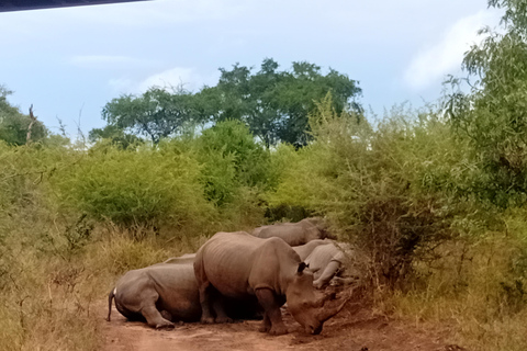 Eswatini: Rhino Walk in Hlane Royal National Park