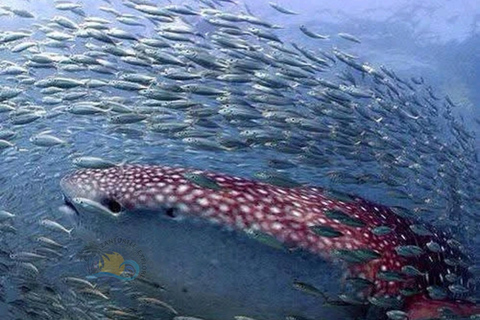 Zanzibar: Mafia Island Whale Shark Swim Day Trip with Flight Shared: Mafia Island Whale Sharks – Flight from Zanzibar